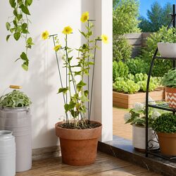 Plant Stakes 20 Pcs 91 cm Garden Support Climbing Flowers Vegetables Tomatoes