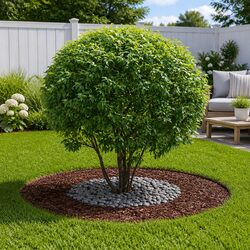 Tree Ring Protector 5 Pieces Rusty Brown Garden Landscape Edging Outdoor